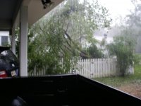 G2PlumTree.jpg