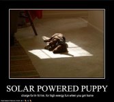 solarpuppy.jpg
