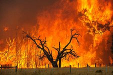 vicfires2009-02-07-89.jpg