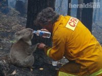 hs2009-02-10thirsty-koala.jpg
