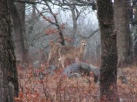 p187373-Lawton-Deer_in_our_camp.jpg