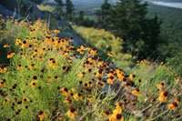 Mt_-Scott-Flowers,-Wichita.jpg