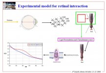 Experimental model for retinal interaction.JPG