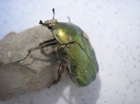 beetle.jpg