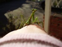 2007-05-26mantis.jpg