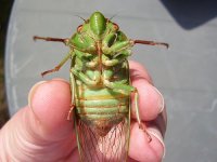 2007-11-30cicada02.jpg