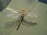 2008-04-19dragonfly.jpg