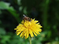 IMG_2898 - crop.JPG