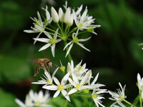 IMG_2903 - crop.JPG