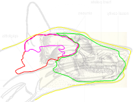 4Canine Layers Trace.png
