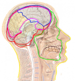 1Human Head Layers.png