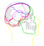 2Human Head Fin.png