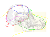 7Uplift WIP Humanskull.png