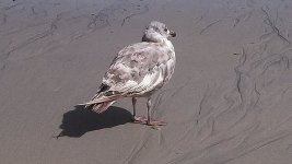 Ugly_Bird.jpg