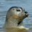 Zeehond