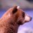 Ursus