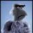samtheeagle