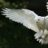White Owl