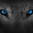wolf 18pl