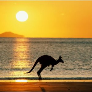 A kangaroo bouncing in the sunset, or sunrise they kind of look the same to me.