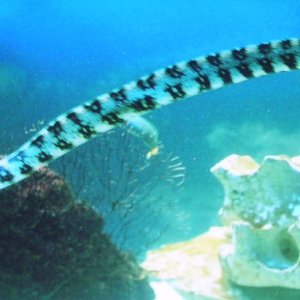 Snowflake Moray Eel