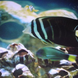 Pacific Sailfin Tang