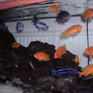Various African Mbuna Cichlids