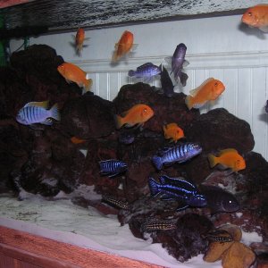 Various African Cichlids (Mbuna)