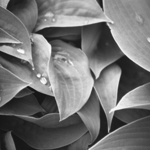 leaves & water