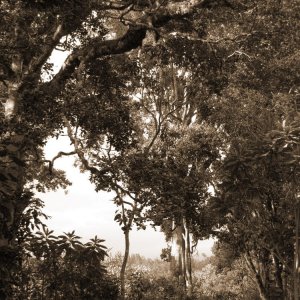 trees