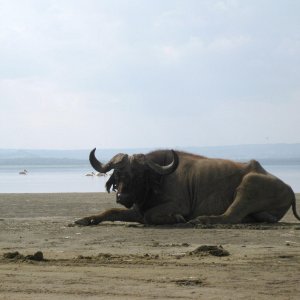 buffalo