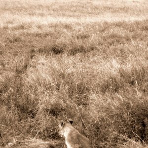 kitty