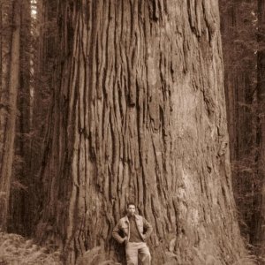 big tree