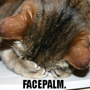 facepalm cat