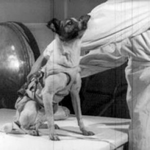 laika 2