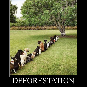 Deforestation