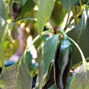 Jalapenos