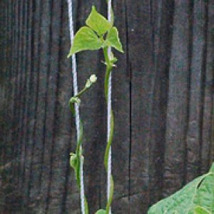 Climbing Beans